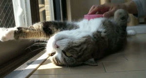 Celebrities/Movies millipede species sports avatar mammals insects 